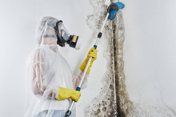 Best Mold Damage Repair  in Belle Plaine, MN