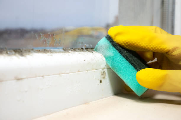 Best Mold Removal Company Near Me  in Belle Plaine, MN