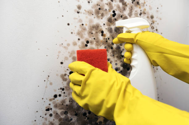 Best Mold Testing  in Belle Plaine, MN