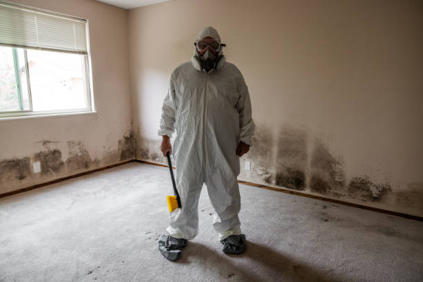 Best Mold Removal Process  in Belle Plaine, MN