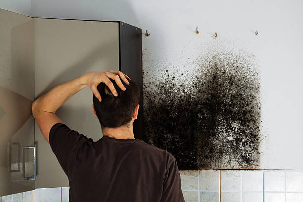 Best Home Mold Removal  in Belle Plaine, MN